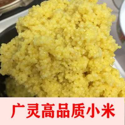 山西省2024年新米广灵农产品优质食用小米 宜兴乡大白谷月子米