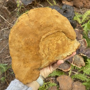 西藏大号桑黄林芝深山野外采摘藏区金边桑黄泡酒泡水煲汤养生灵芝