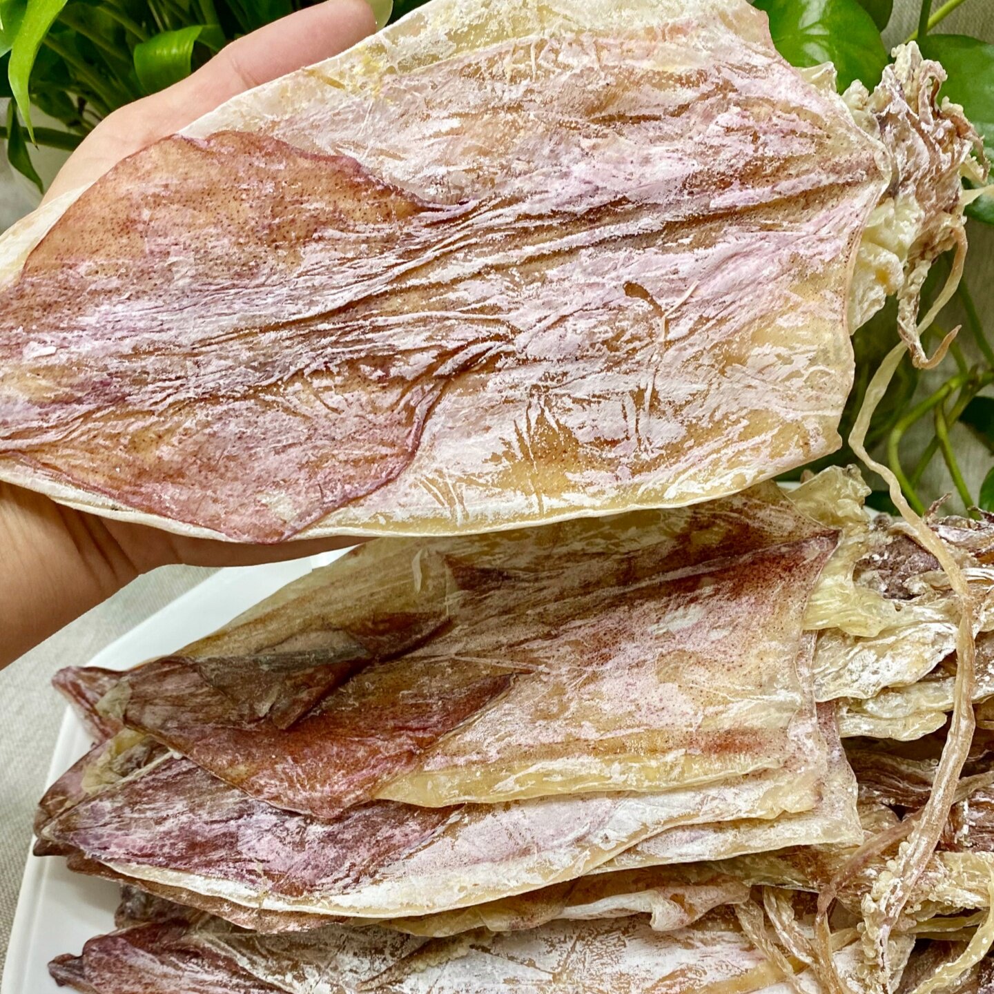 KTV烧烤 炭烤尤鱼 大号A1鱿鱼干 淡晒海水产干货 北海 手撕尤鱿鱼