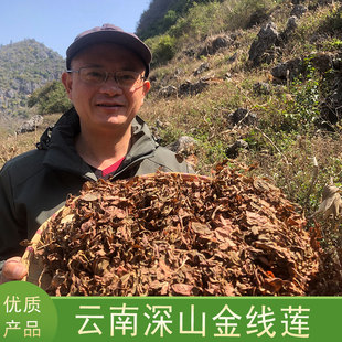 云南深山老林下的金线 莲 干货100g
