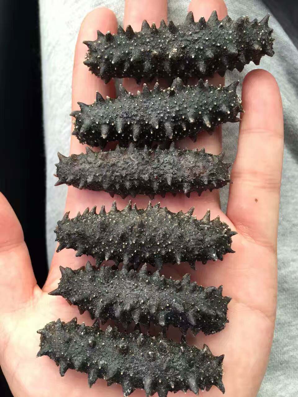 野生淡干海参干货原产地山东威海大连辽刺参长岛泡发即食50g