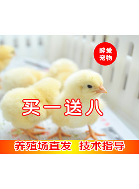 小鸡活零售 网红小鸡宠物鸡家禽家养土鸡仔鸡活体
