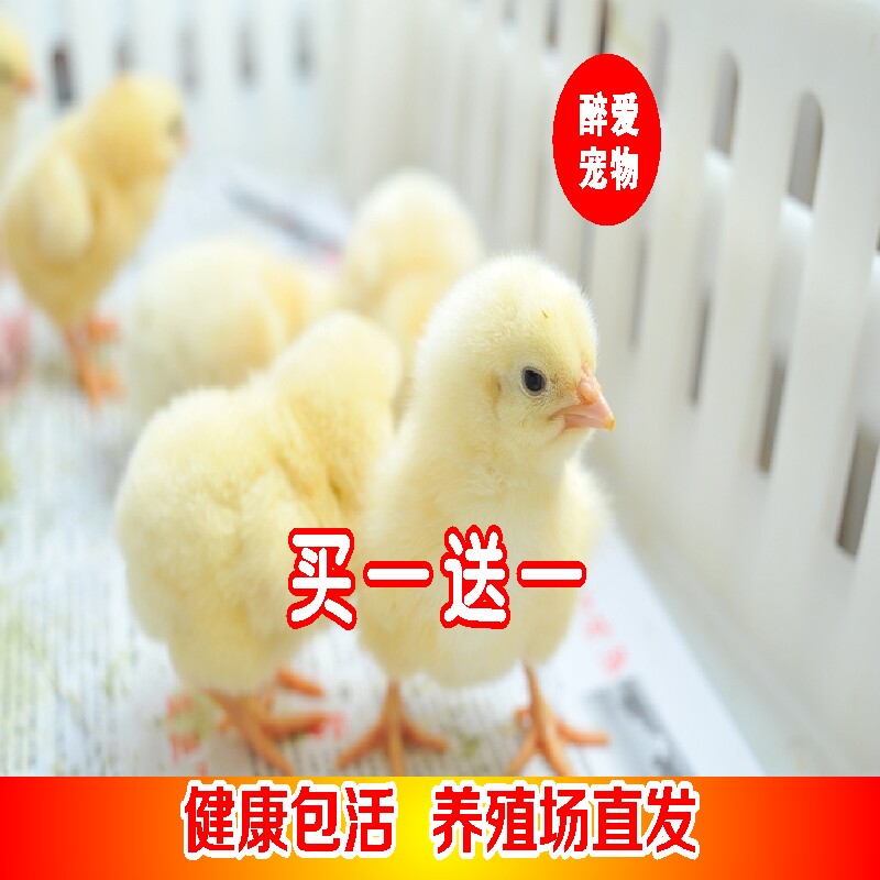 小鸡活零售 网红小鸡宠物鸡家禽家养土鸡仔鸡活体