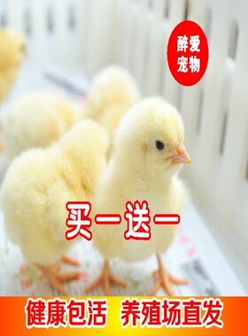 小鸡活零售 网红小鸡宠物鸡家禽家养土鸡仔鸡活体