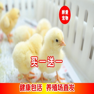 小鸡活零售 网红小鸡宠物鸡家禽家养土鸡仔鸡活体