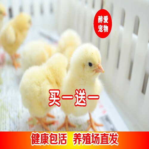 小鸡活零售 网红小鸡宠物鸡家禽家养土鸡仔鸡活体