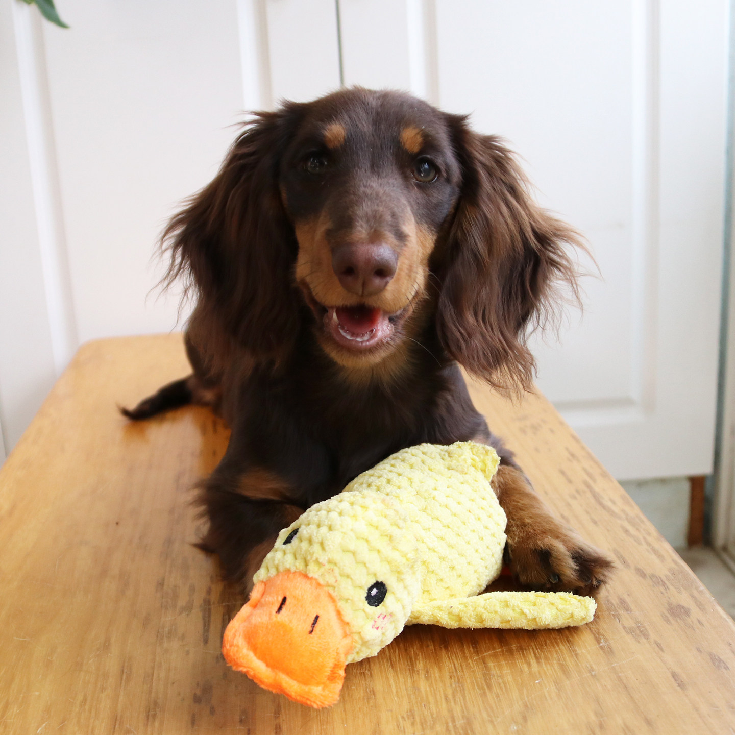 宠物磨牙玩具狗狗猪叫发声鸭子洁牙耐咬解闷自嗨大小型犬陪伴玩具