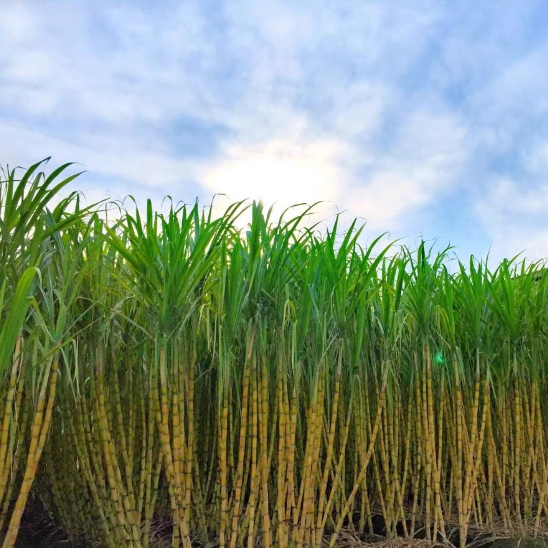 标价是10市斤包邮黄皮甘蔗水果广东江门新会农田基地直发榨汁煲水