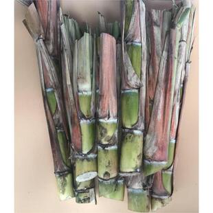 标价是7根包邮广东新会黄皮甘蔗种苗果蔗尾巴种子提供种植技术