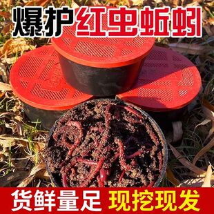 蚯蚓活饵鲜活红虫垂钓鱼饵料鲫鱼鲤鱼野钓黑坑鱼料打窝料鱼食
