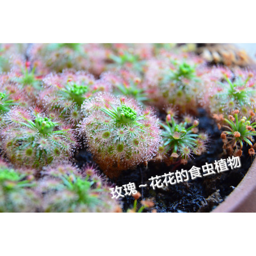 玫瑰迷你茅膏菜 冬芽| Drosera roseana