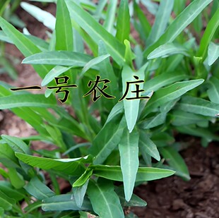 竹叶空心菜种子小叶种籽苗四季菜苗带根菜种柳叶蔬菜菜籽水孑籽种