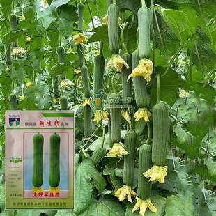 早熟丝瓜种子丝瓜种籽24-30cm瓜微甜瓜条匀直绿高产蔬菜春秋季播