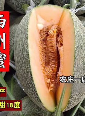 西州蜜种籽新疆哈密瓜种子网纹瓜