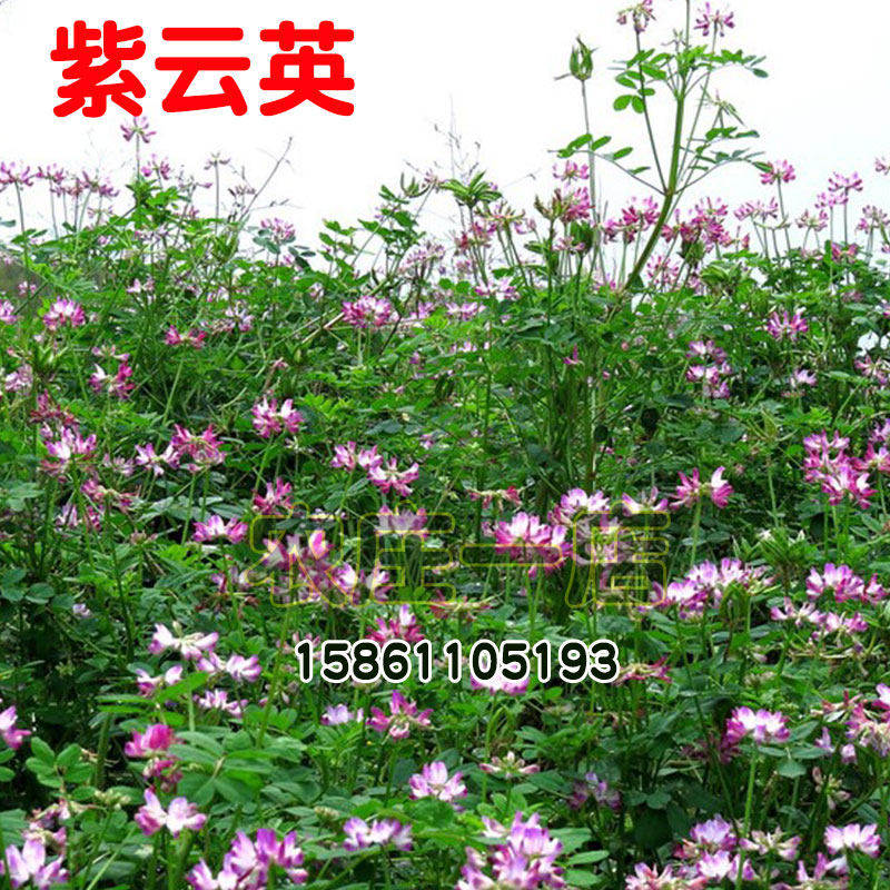 紫云英种子红花草食用野菜果园养蜂蜜源绿肥植物紫花苜蓿牧草种籽