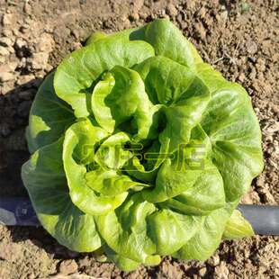 奶油生菜种子四季种籽阳台种菜盆栽生蔬菜种孑大全春季籽种秋冬季