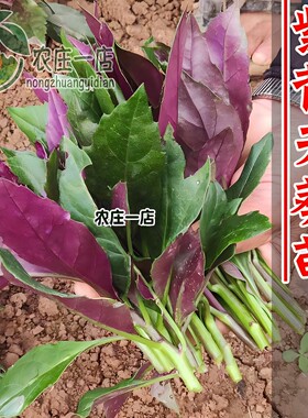 紫背天葵种子种籽苗紫背菜菜苗血皮菜补血阳台盆栽蔬菜苗种孑四季