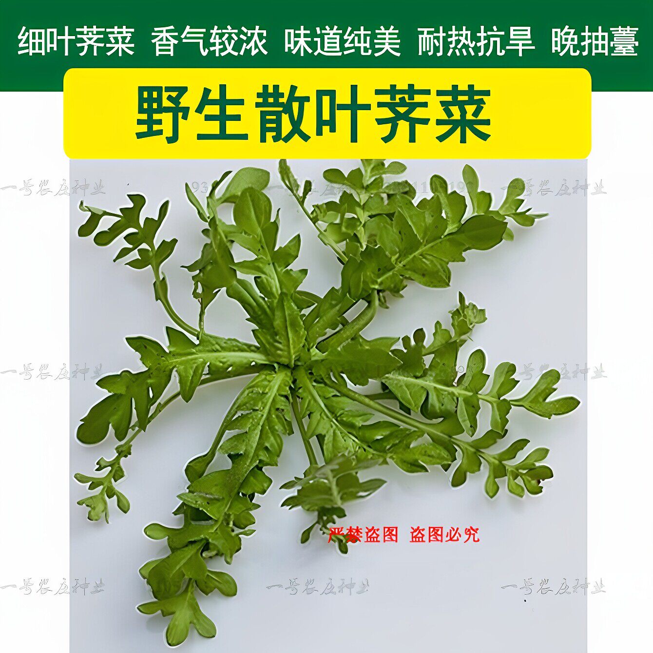 荠菜种子春野菜种籽蒲公英马齿苋苦麻菜青菜农家四季秋冬蔬菜种孑