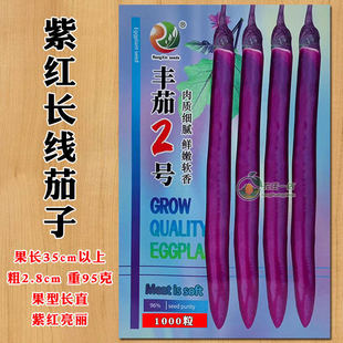 紫红长线茄子种子杭茄种籽长茄子茄籽种孑果长顺直色泽光亮口感糯