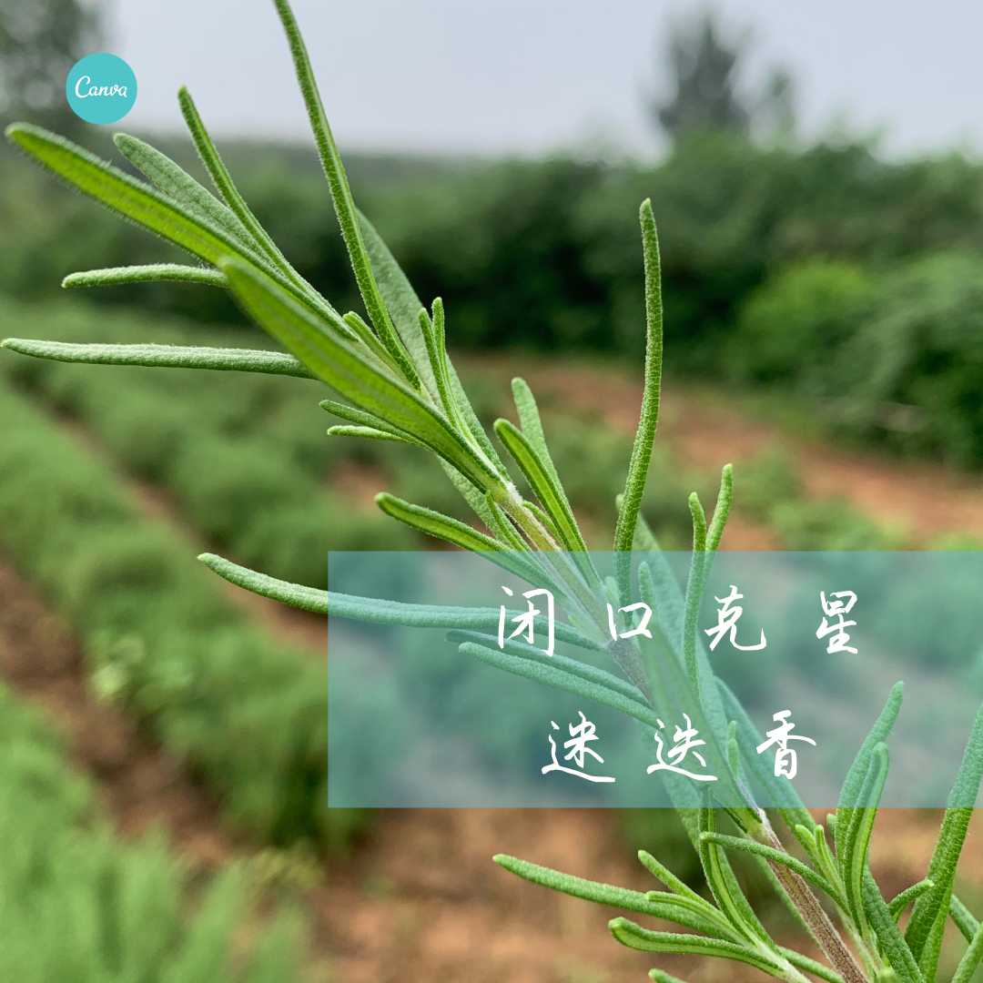 迷迭香纯露马鞭草酮迷迭香 大瓶装500ml 芳疗原材料水迷失香纯露