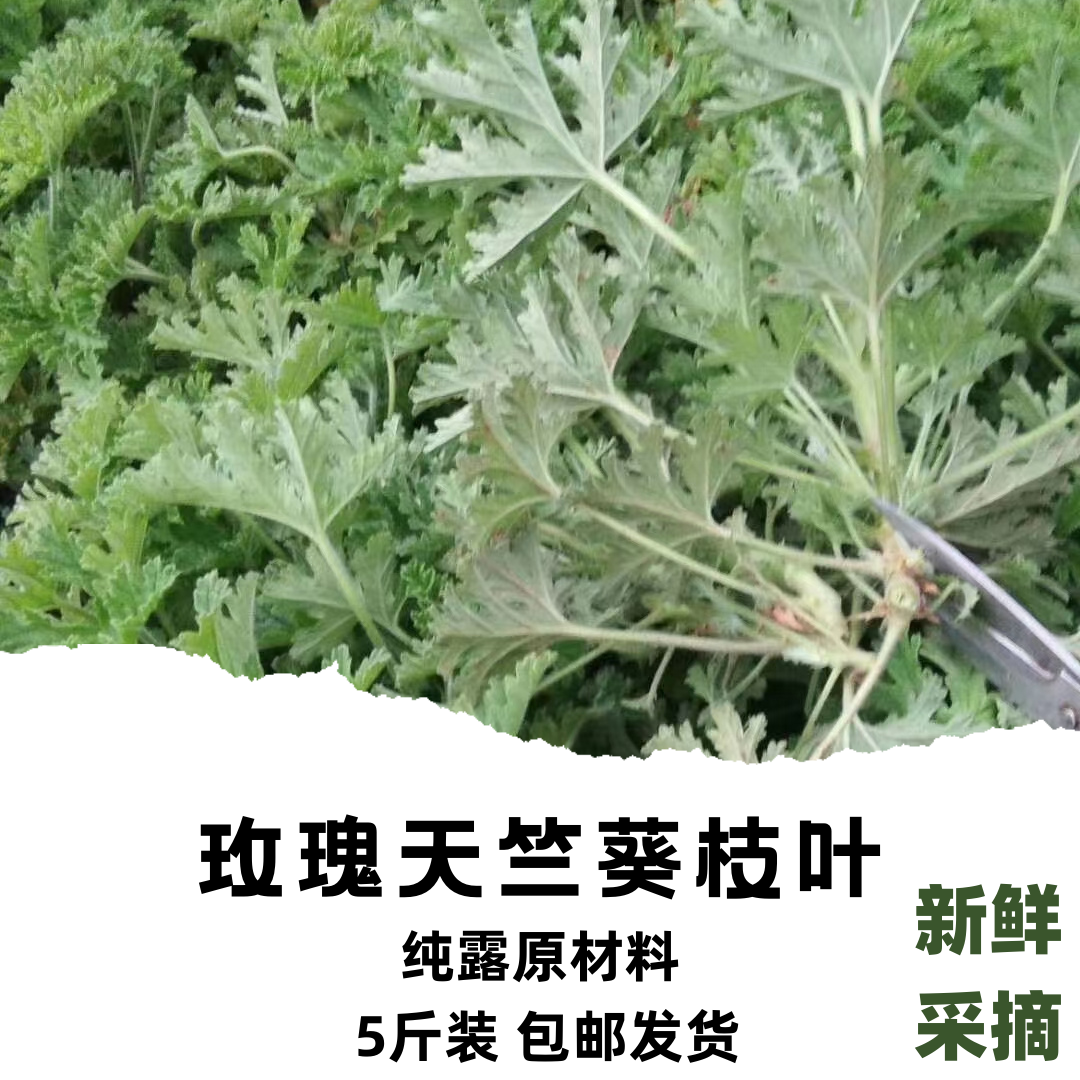 新鲜玫瑰天竺葵新鲜枝叶易氧化发黄 6元一斤云南原产纯露材料