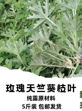 新鲜玫瑰天竺葵 新鲜枝叶 易氧化发黄 6元一斤 云南原产 纯露材料
