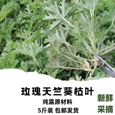 新鲜玫瑰天竺葵 新鲜枝叶 易氧化发黄 6元一斤 云南原产 纯露材料