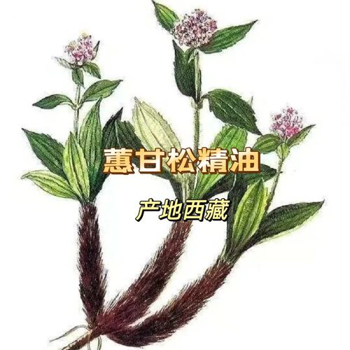 西藏穗甘松单方精油 蒸馏提取 芳疗原材料精油