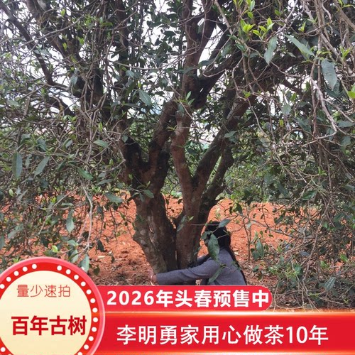 2026年古树头春高甜云南大叶种百年普洱生茶散古树纯料500克包邮