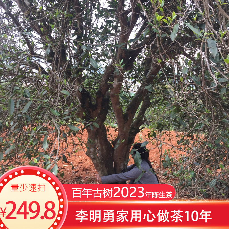 2023年古树头春云南大叶种老茶百年普洱生茶老陈茶叶散纯料500克