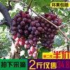 特价烟台红宝石珍珠无核葡萄小提子水果新鲜甜脆非巨峰香印玫瑰