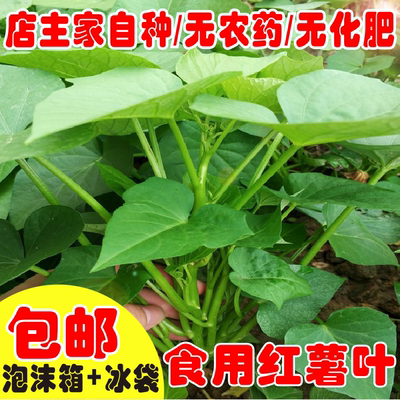 食用红薯叶新鲜蔬菜地瓜叶福建