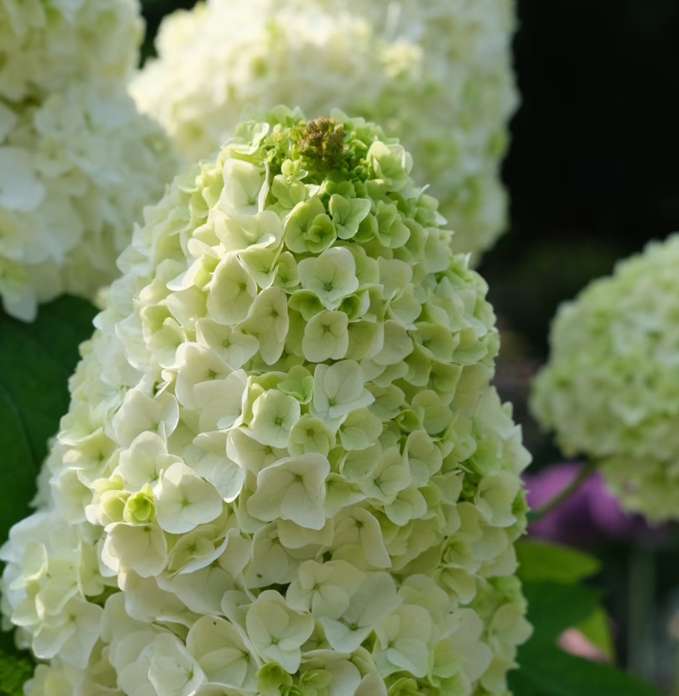 绣球花苗和声雪花栎叶绣球花庭院露台耐寒植物花卉盆栽