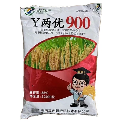 y两优900 Y两优900水稻杂交稻谷种子超级稻一季水稻高产水稻种