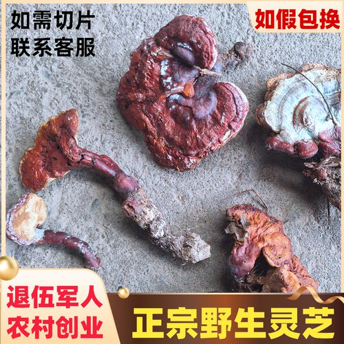 野生灵芝赤灵芝干货整枝泡茶天然