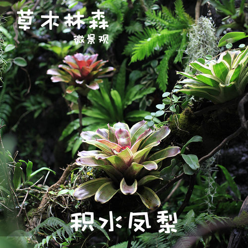 积水凤梨热带雨林缸造景背景植物