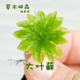 暖地大叶藓回心草稀有苔藓微景观生态瓶雨林缸高湿度闷养水养青苔