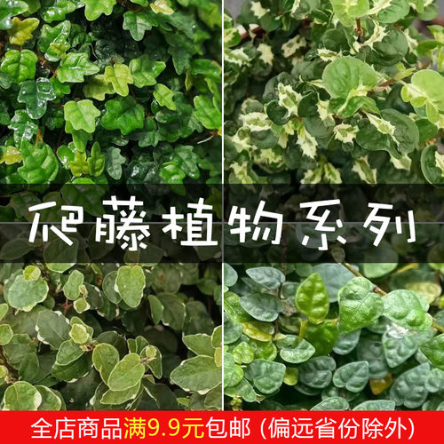 迷你小叶霹雳网红植物掌叶霹雳