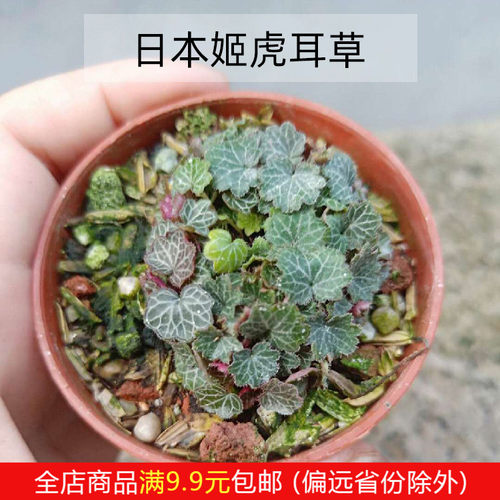 日本山野草迷你植物姬虎耳虎耳草