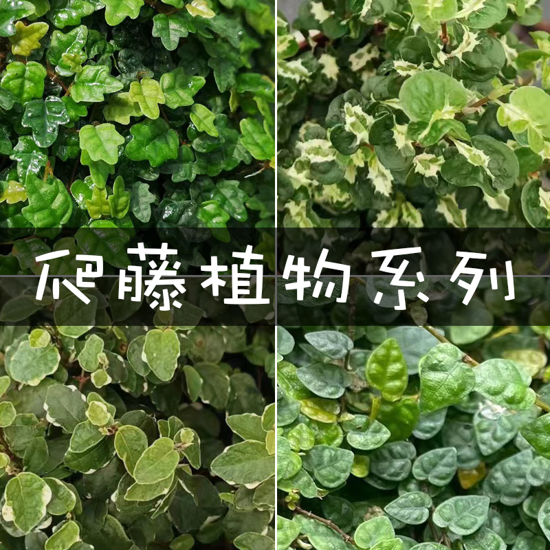 网红迷你小叶掌叶霹雳 可攀爬藤本植物 雨林水陆造景假山附生绿植 鲜花速递/花卉仿真/绿植园艺 苔藓微景观 原图主图