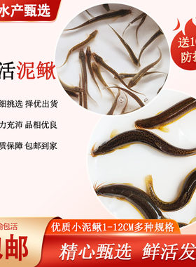 鲜活泥鳅淡水鱼观赏鱼乌龟通用