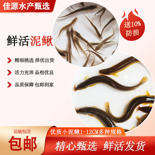 鲜活泥鳅喂养宠物观赏鱼乌龟淡水鱼黑鱼翘嘴鲈鱼通用多规格可选