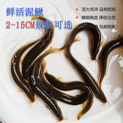 四川发货鲜活泥鳅台湾小泥鳅规格齐全适配多种使用场景鲜活直达