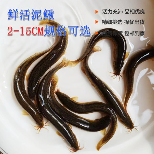 台湾小泥鳅四川发货多规格可选