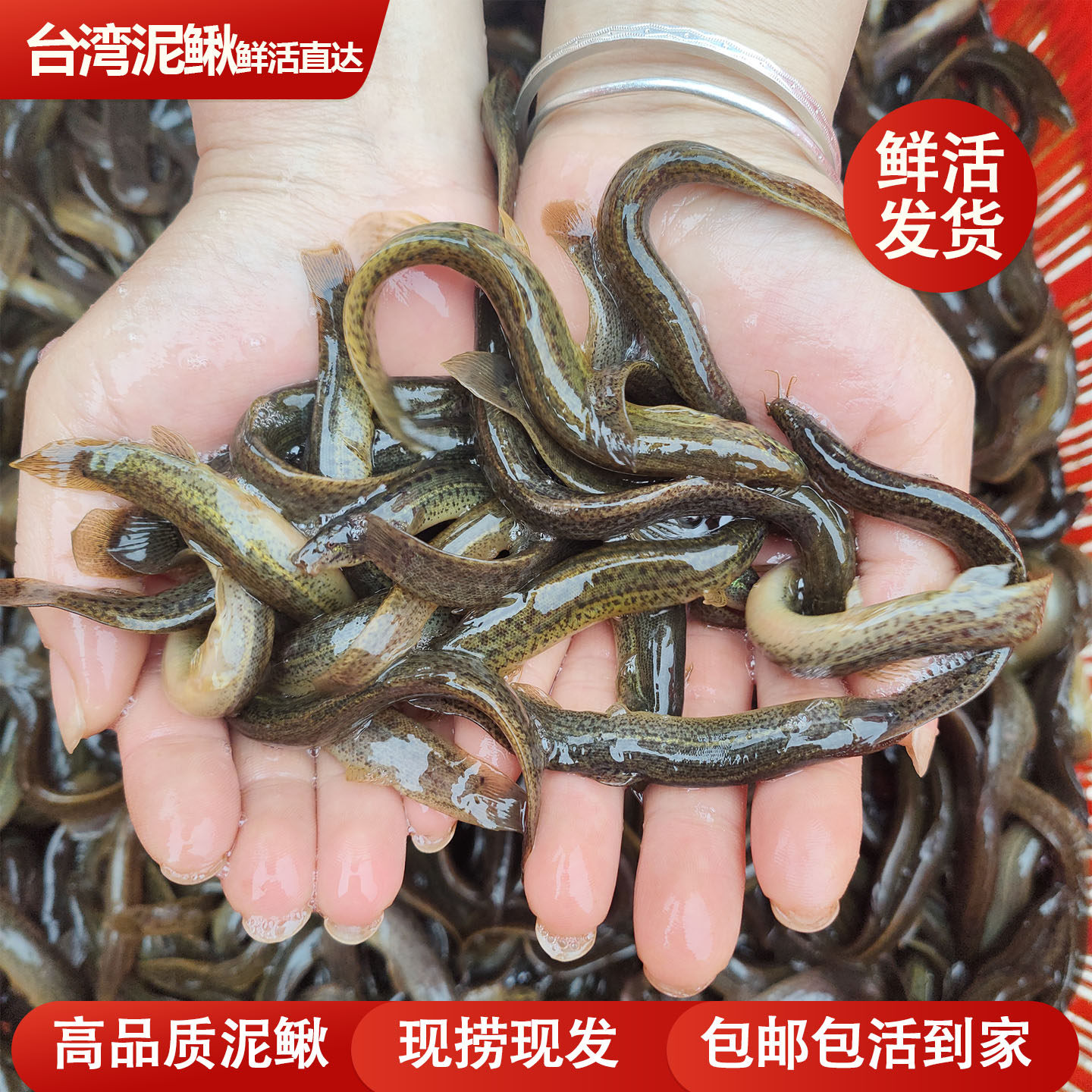 四川发货鲜活台湾泥鳅鲜活淡水鱼乌龟龙鱼虎鱼水族适用多种规格