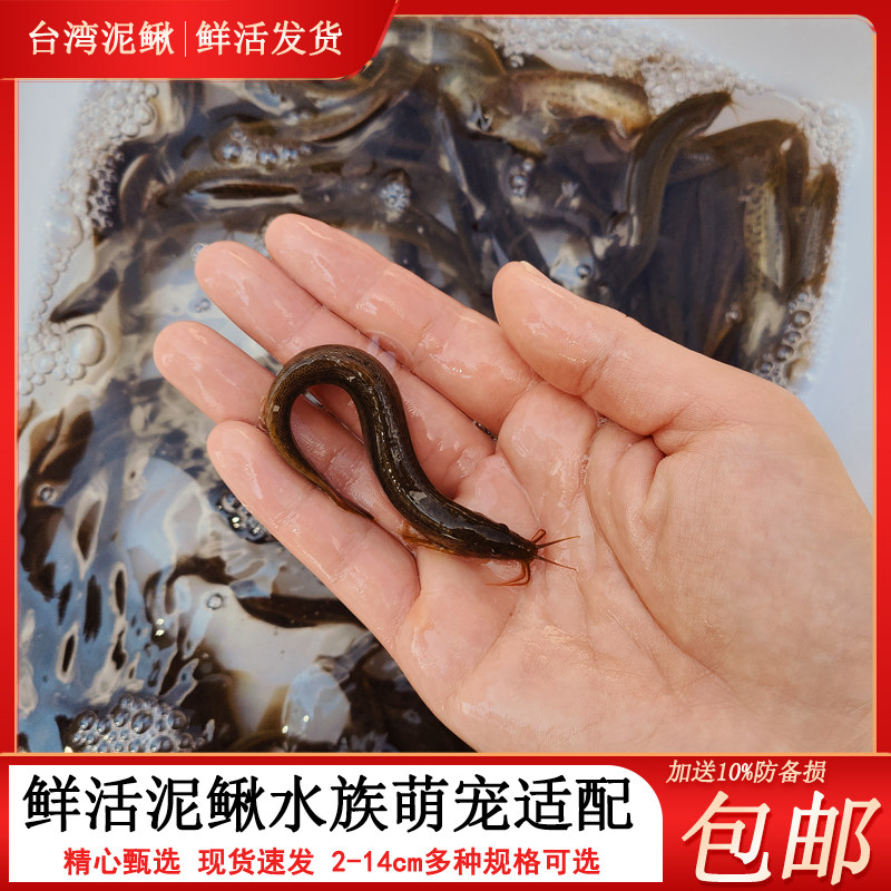 鲜活泥鳅家庭饲养水族爱宠适用乌龟观赏鱼淡水鱼投喂多规格包邮