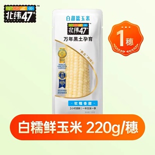 北纬47度白糯玉米200g/根玉米棒东北非转基因即食新鲜粗粮早餐