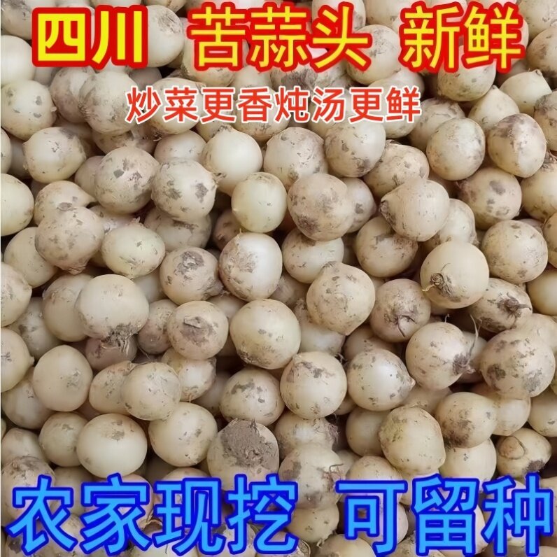 新鲜苦藠头种子可吃可种茭团葱薤白小根蒜庭院蔬菜种籽批发