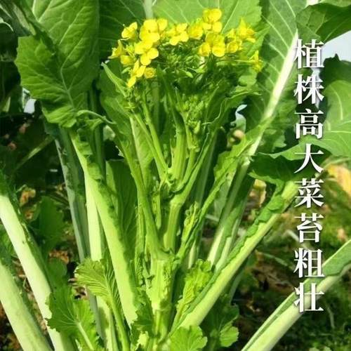 广州增城小楼迟菜心苗现拔带泥新鲜露天育苗本地青菜清甜无渣