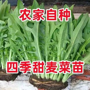 现拔现发广西博白甜麦菜 花芽秧苗白梗软脆 带根泥盘栽种植蔬菜苗